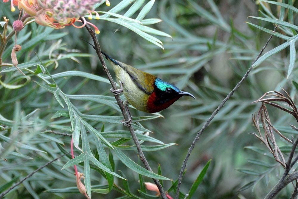 今天兰园拍摄的小鸟