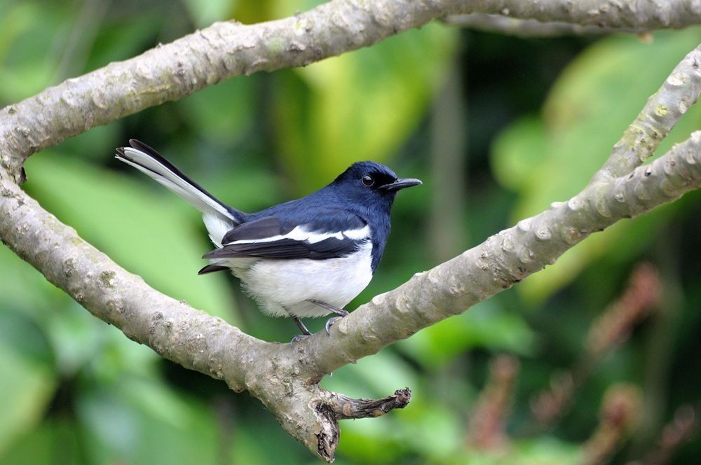 今天兰园拍摄的小鸟