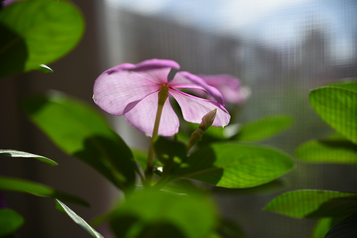 D750配DX40mm2.8试试暗角