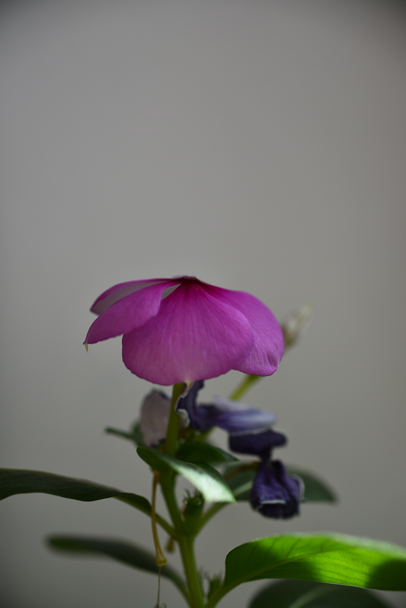 D750配DX40mm2.8试试暗角