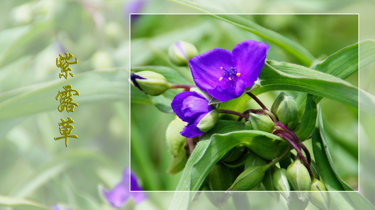 紫露草------ps透明度的应用