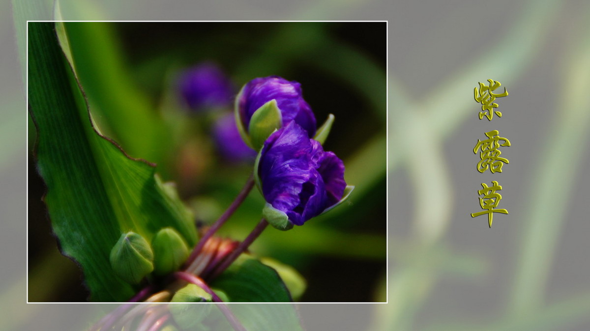 紫露草------ps透明度的应用