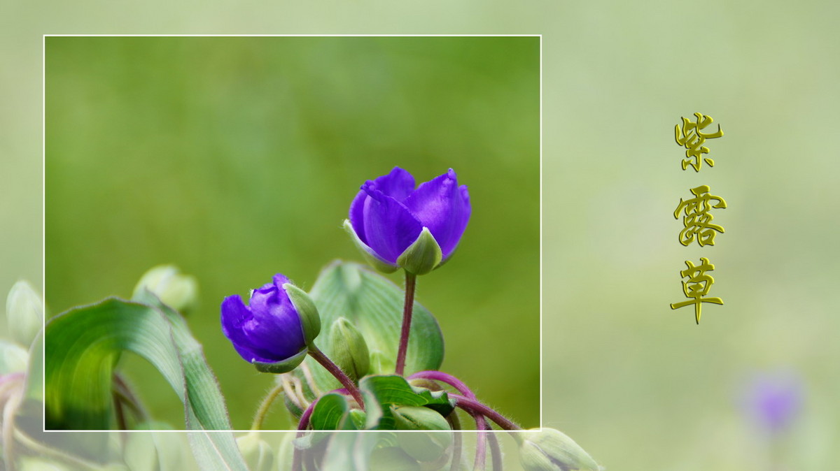 紫露草------ps透明度的应用