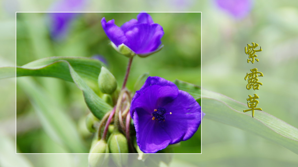 紫露草------ps透明度的应用