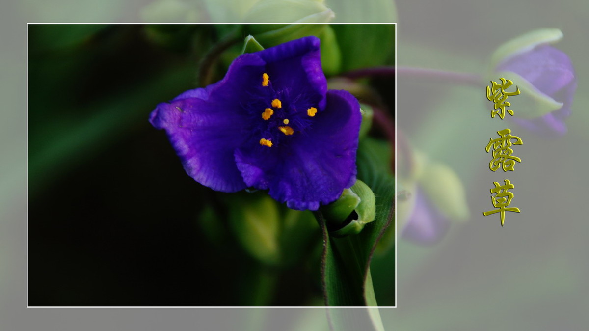 紫露草------ps透明度的应用