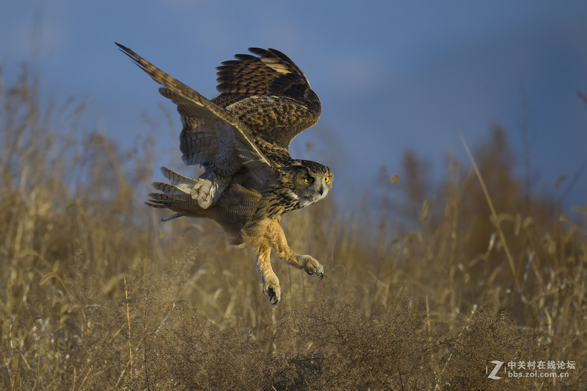 ----------雕鸮---------