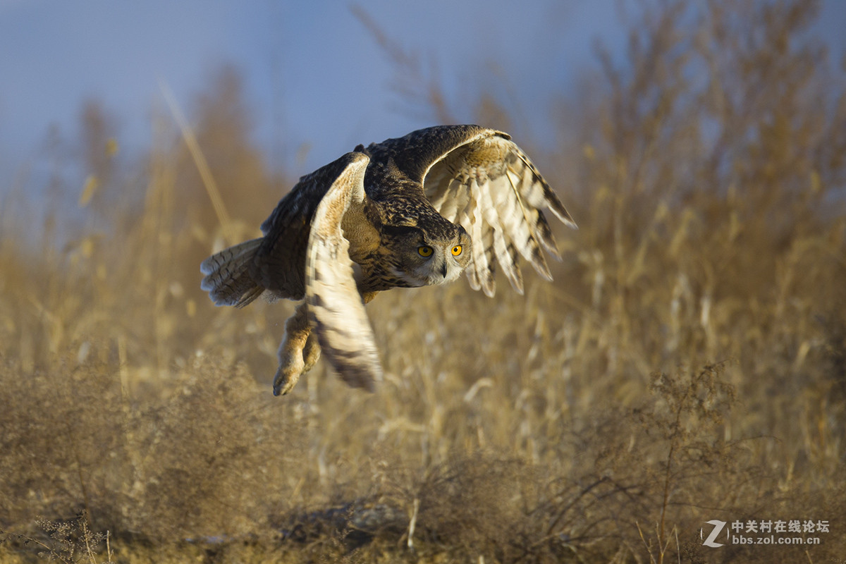 ----------雕鸮---------