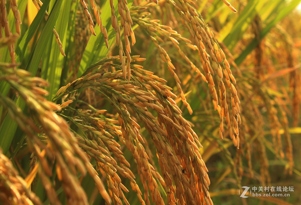 金秋禾穗熟了