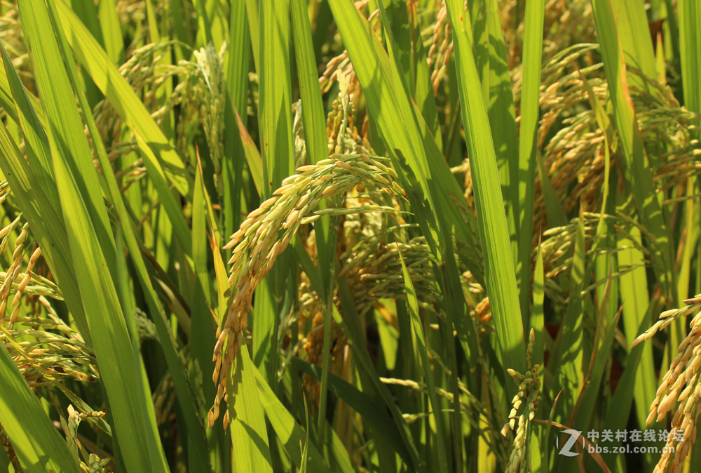 金秋禾穗熟了