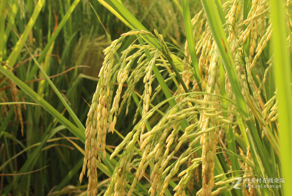 金秋禾穗熟了