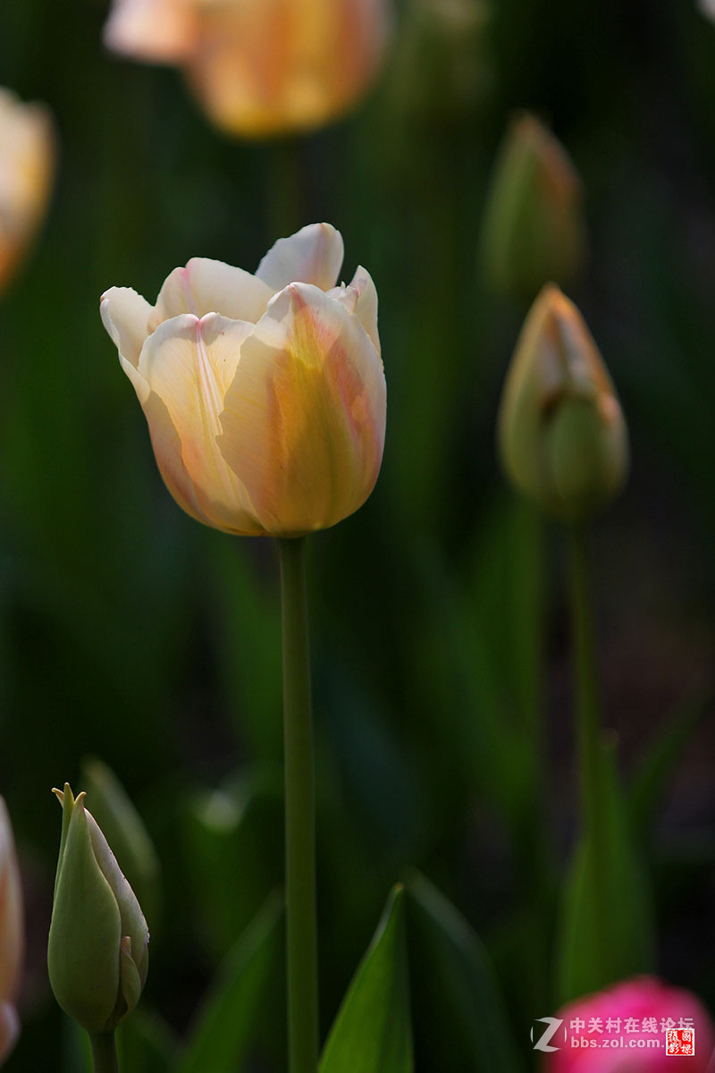 淡黄色郁金香-----开朗