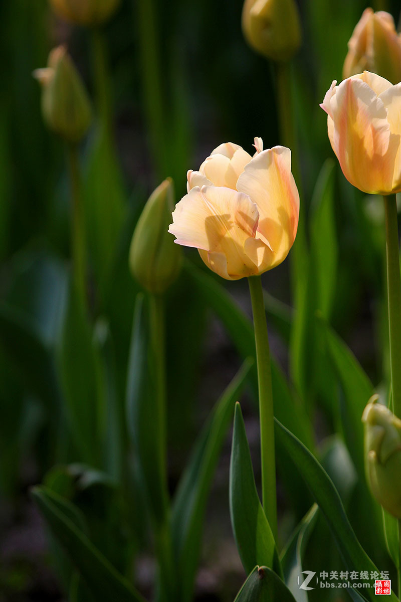 淡黄色郁金香-----开朗