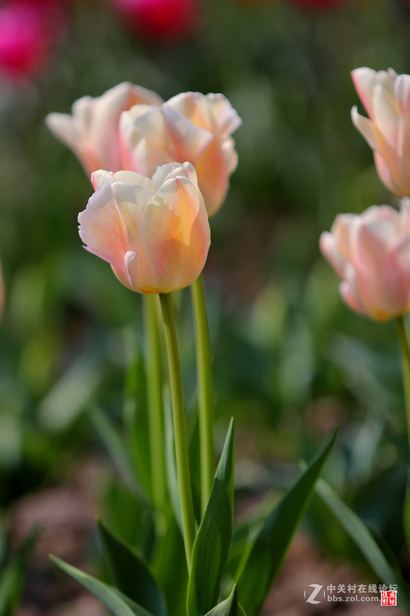 淡黄色郁金香-----开朗
