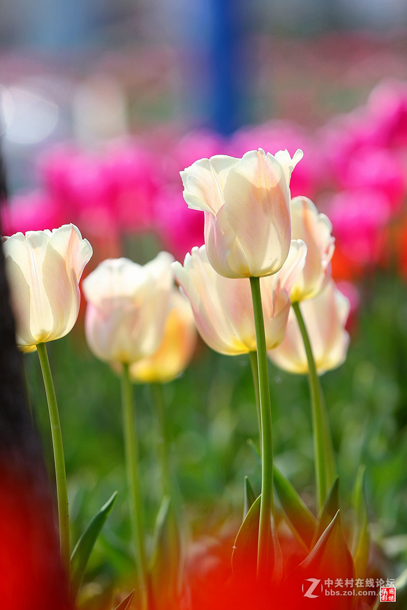 淡黄色郁金香-----开朗