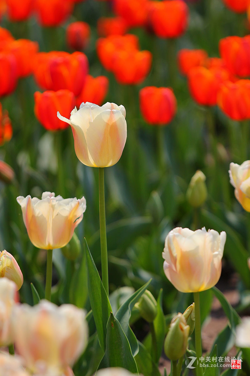 淡黄色郁金香-----开朗