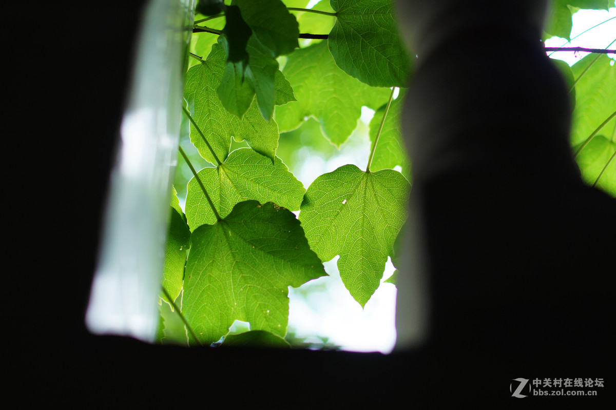 美能达af50/1.4NEW版试拍