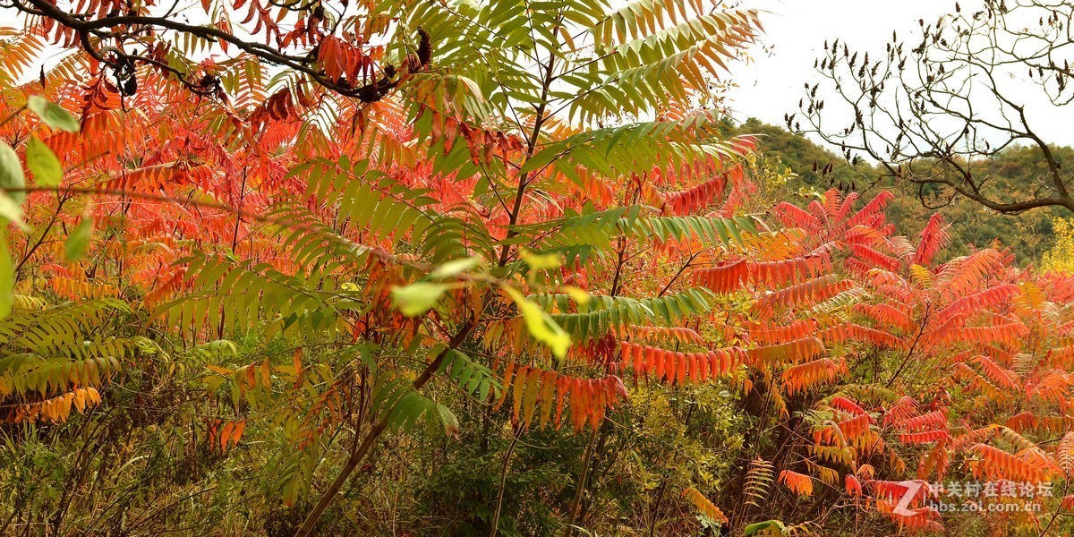 密云的“独秀峰”