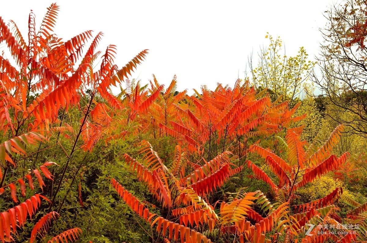 密云的“独秀峰”