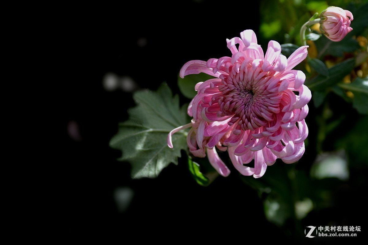 #版主坐堂#小五星空(中国)2017年十一月精品荟萃