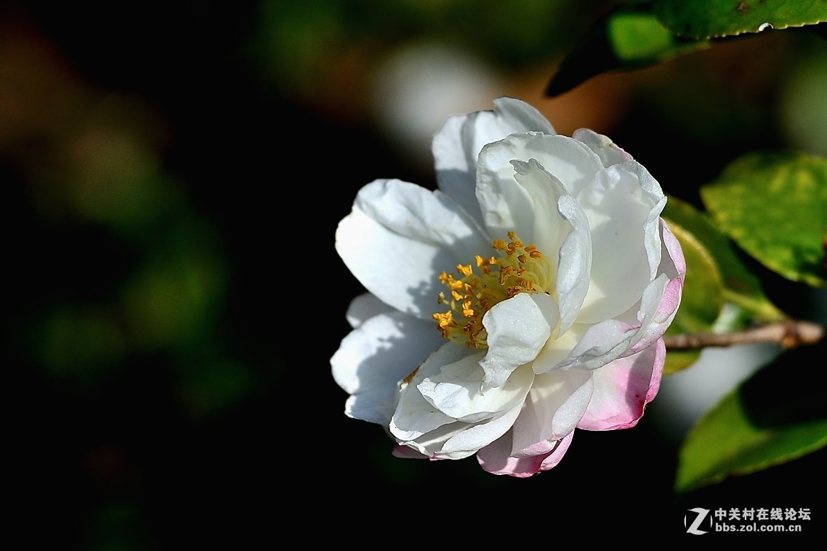 #版主坐堂#小五星空(中国)2017年十一月精品荟萃