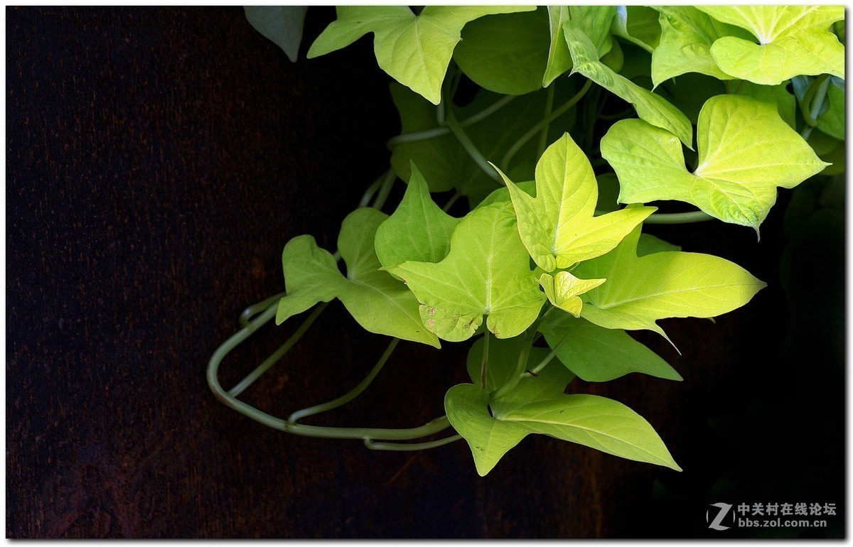 #版主坐堂#小五星空(中国)2017年十一月精品荟萃