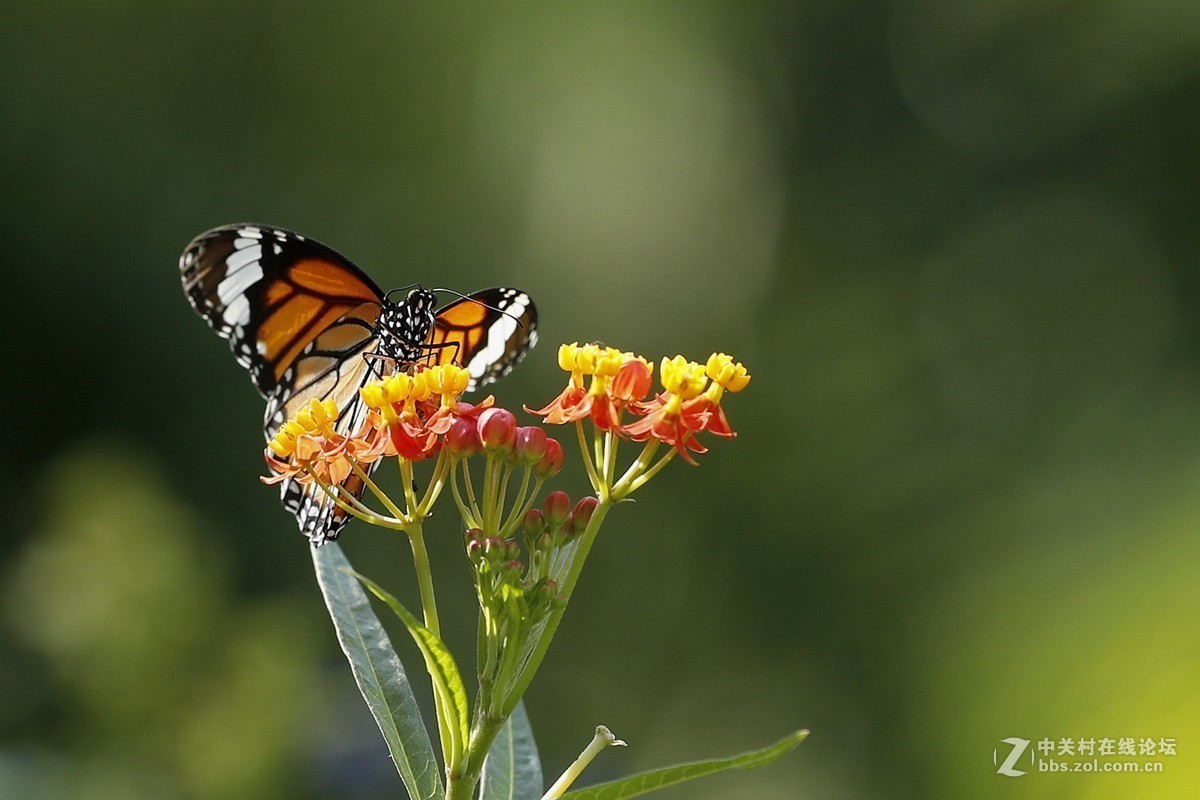 #版主坐堂#小五星空(中国)2017年十一月精品荟萃