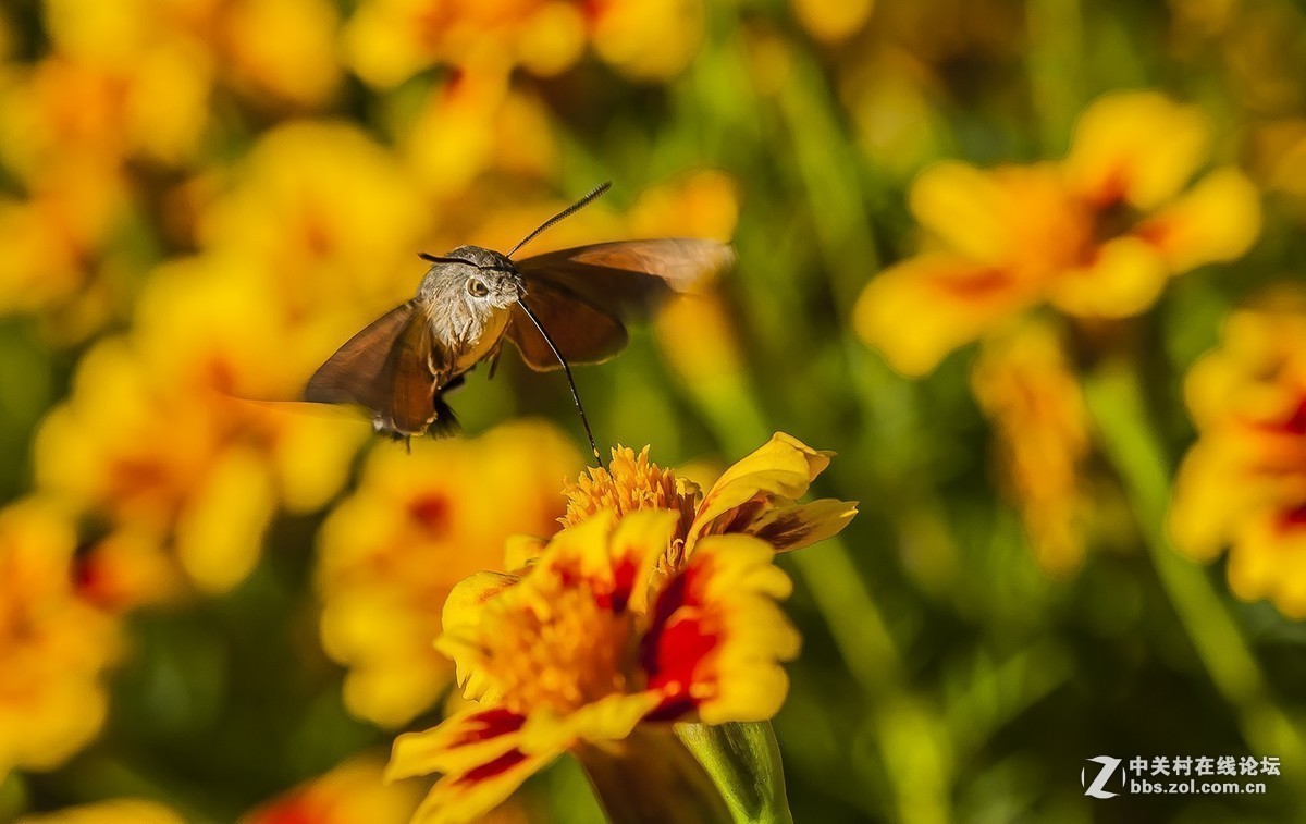 #版主坐堂#小五星空(中国)2017年十一月精品荟萃