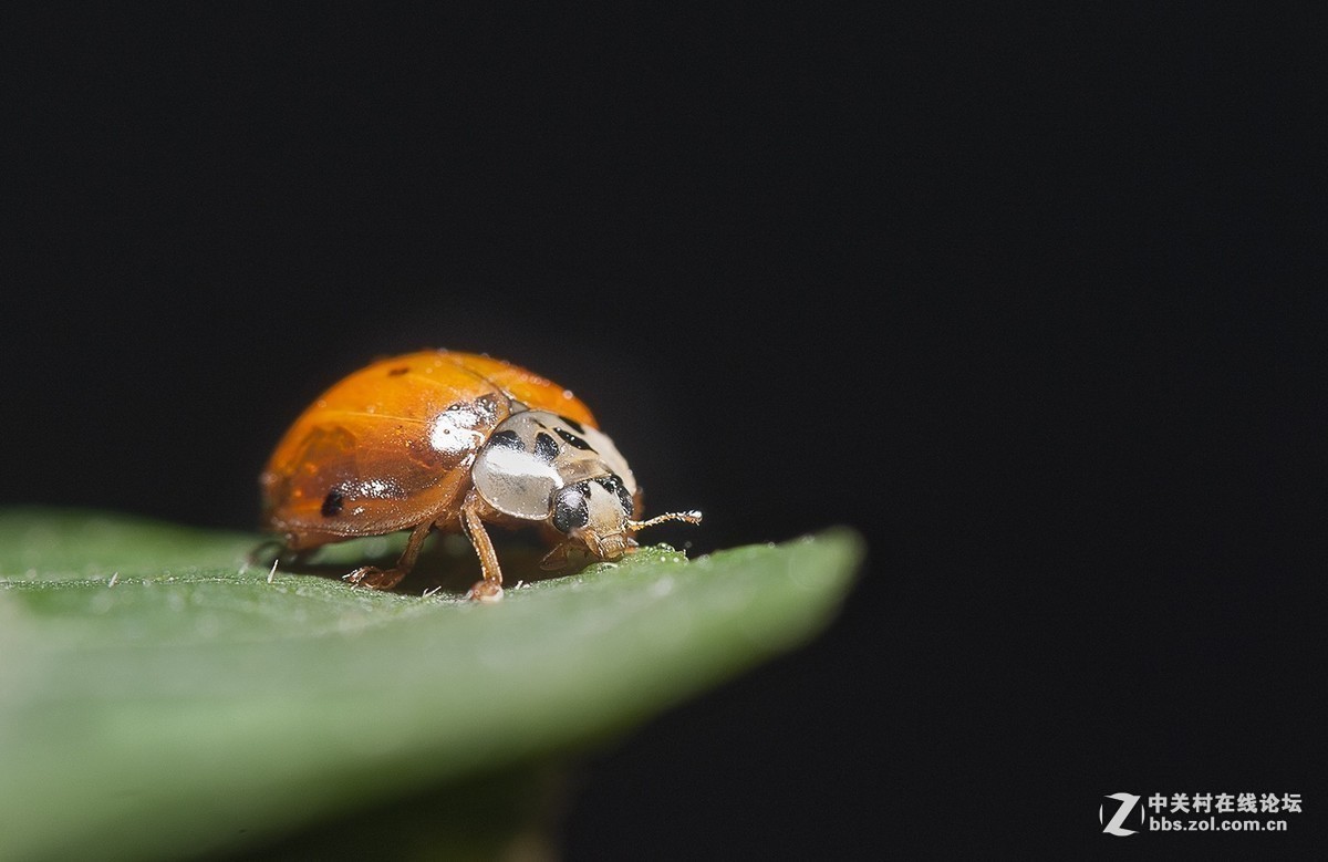#版主坐堂#小五星空(中国)2017年十一月精品荟萃
