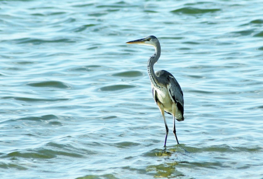 这个镜头打鸟效果如何，海鸥和苍鹭。