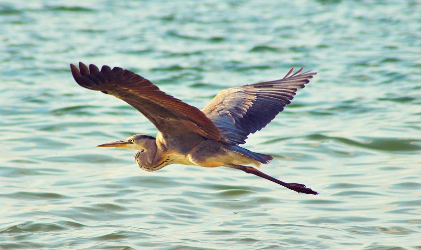 这个镜头打鸟效果如何，海鸥和苍鹭。