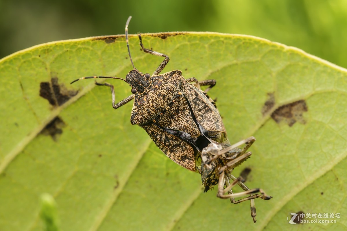 虫趣（2018-10-2）