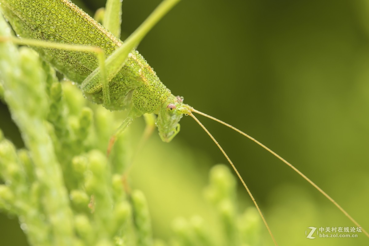 虫趣（2018-10-2）