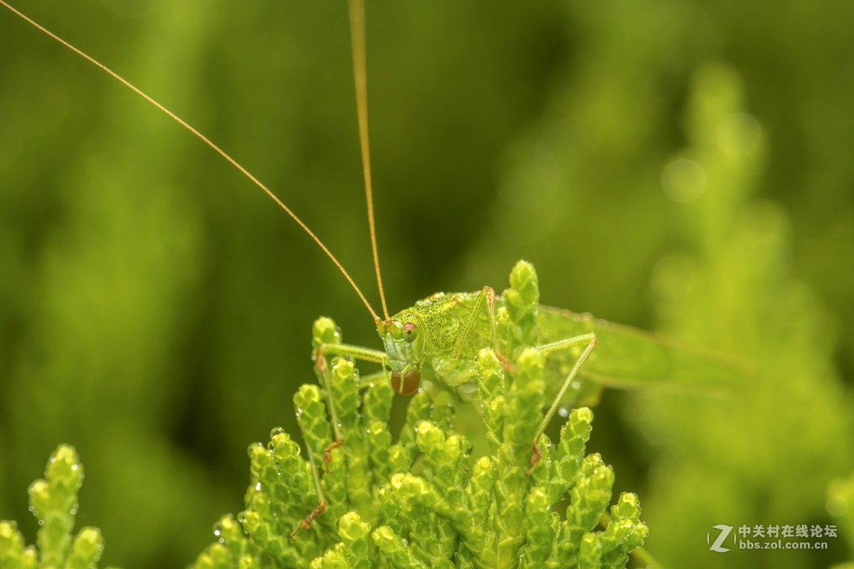 虫趣（2018-10-2）