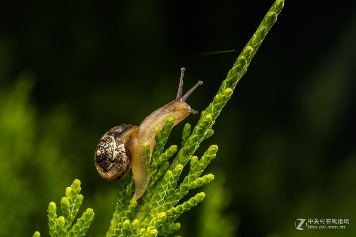 虫趣（2018-10-2）