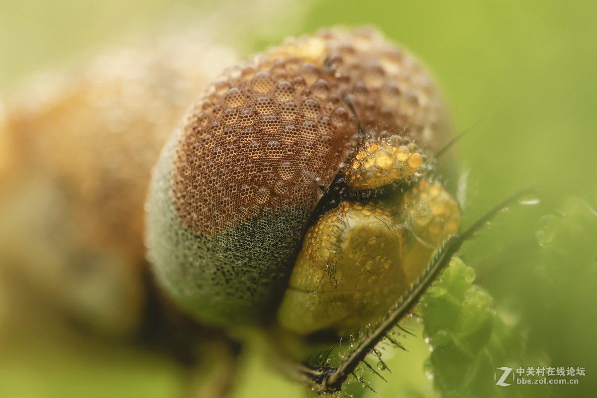 虫趣（2018-10-2）