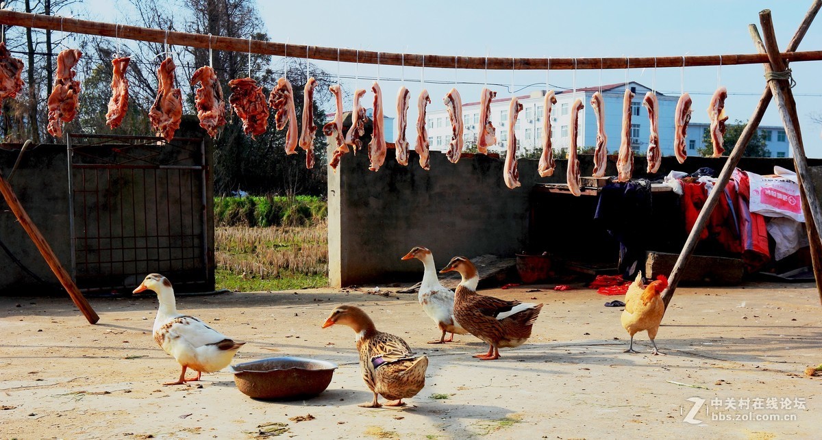 杀猪宰牛，红红火火过大年纪实3。