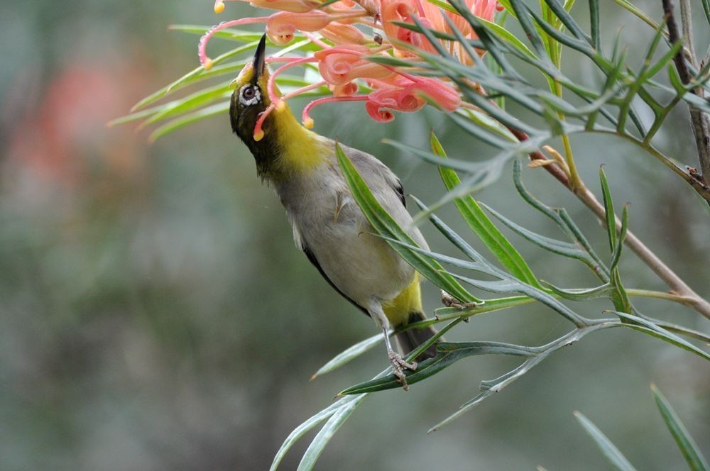 今天兰园拍摄的小鸟