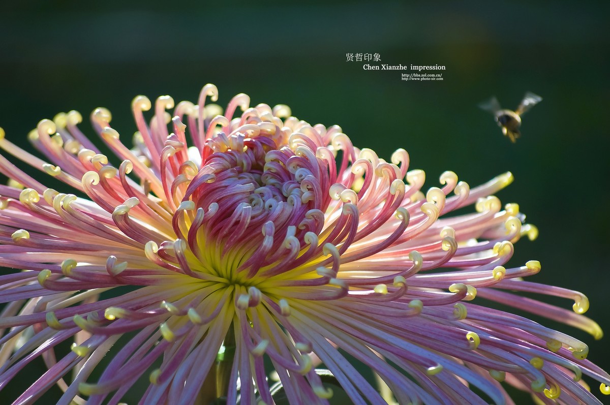 花之隐逸者 ---- 秋菊盎然！