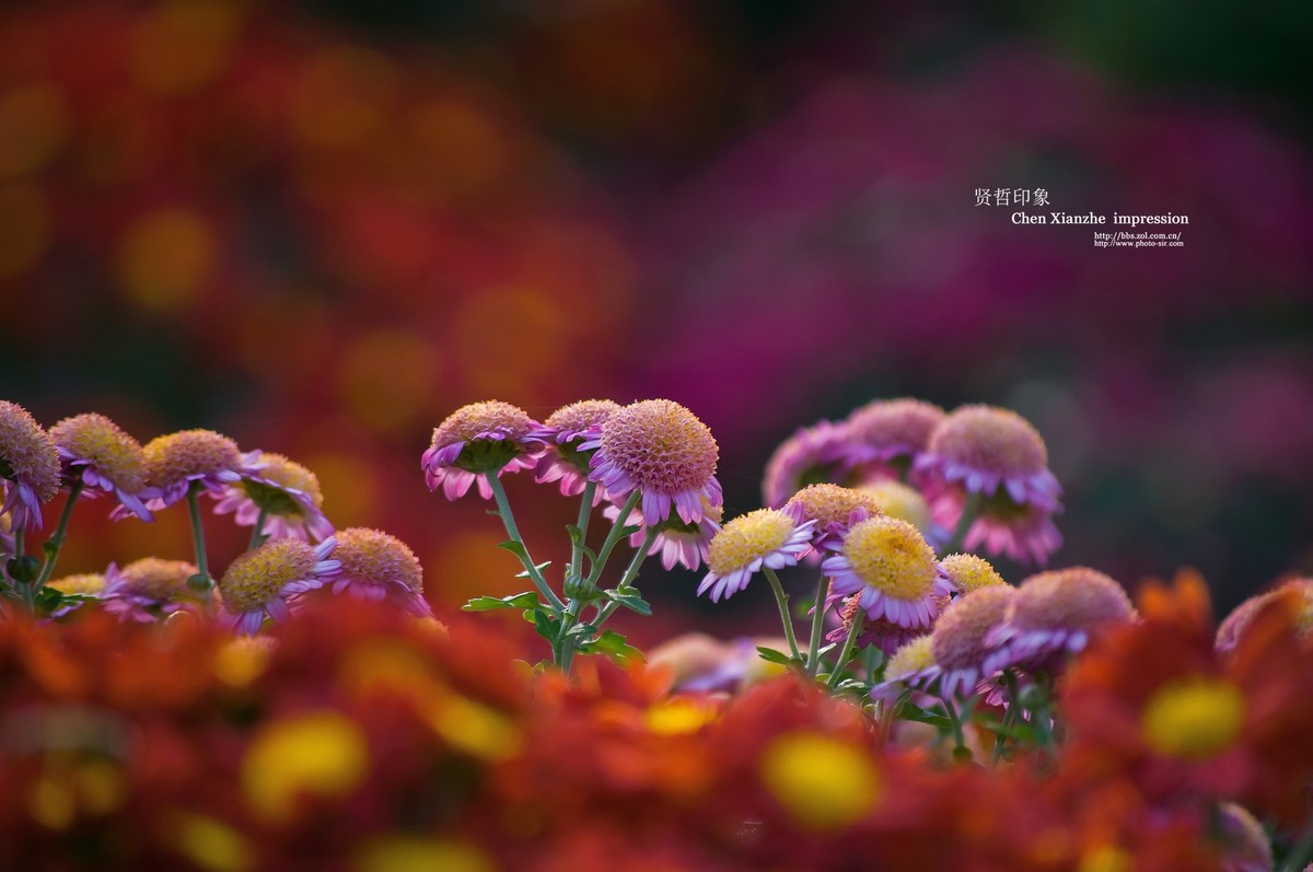 花之隐逸者 ---- 秋菊盎然！