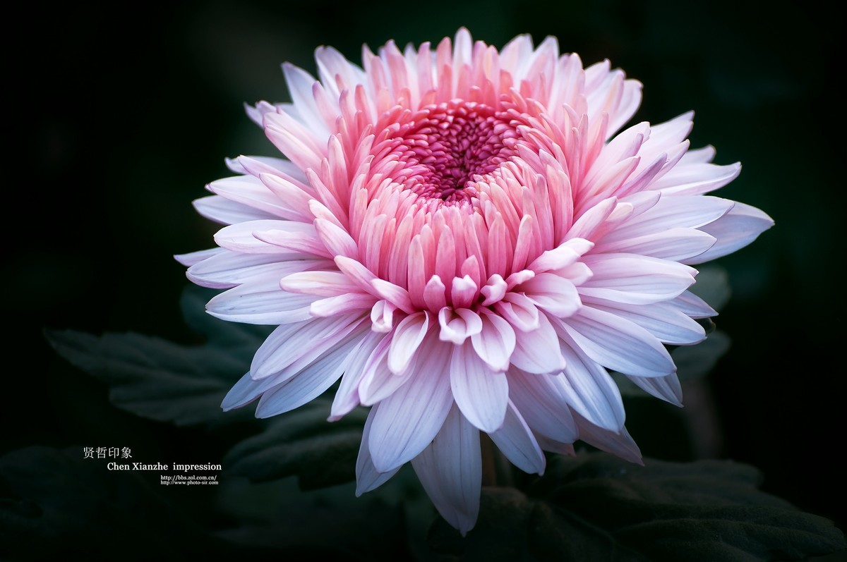 花之隐逸者 ---- 秋菊盎然！