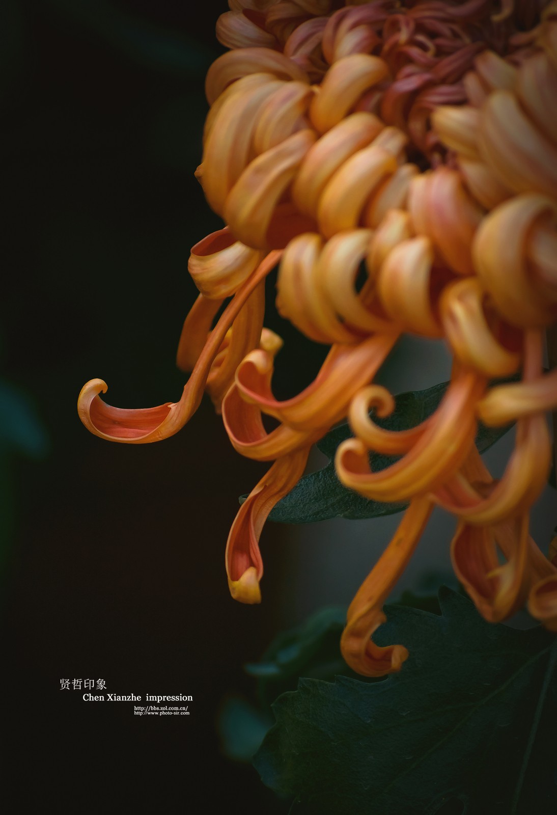 花之隐逸者 ---- 秋菊盎然！