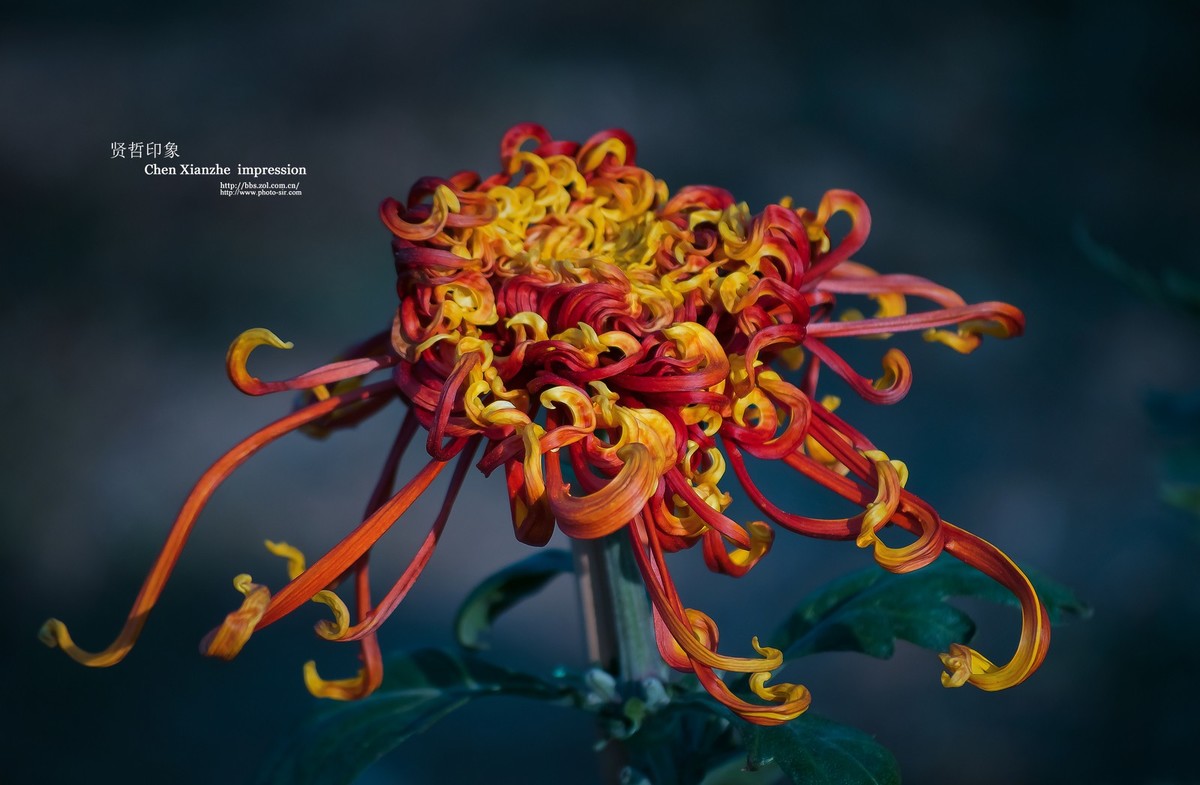 花之隐逸者 ---- 秋菊盎然！