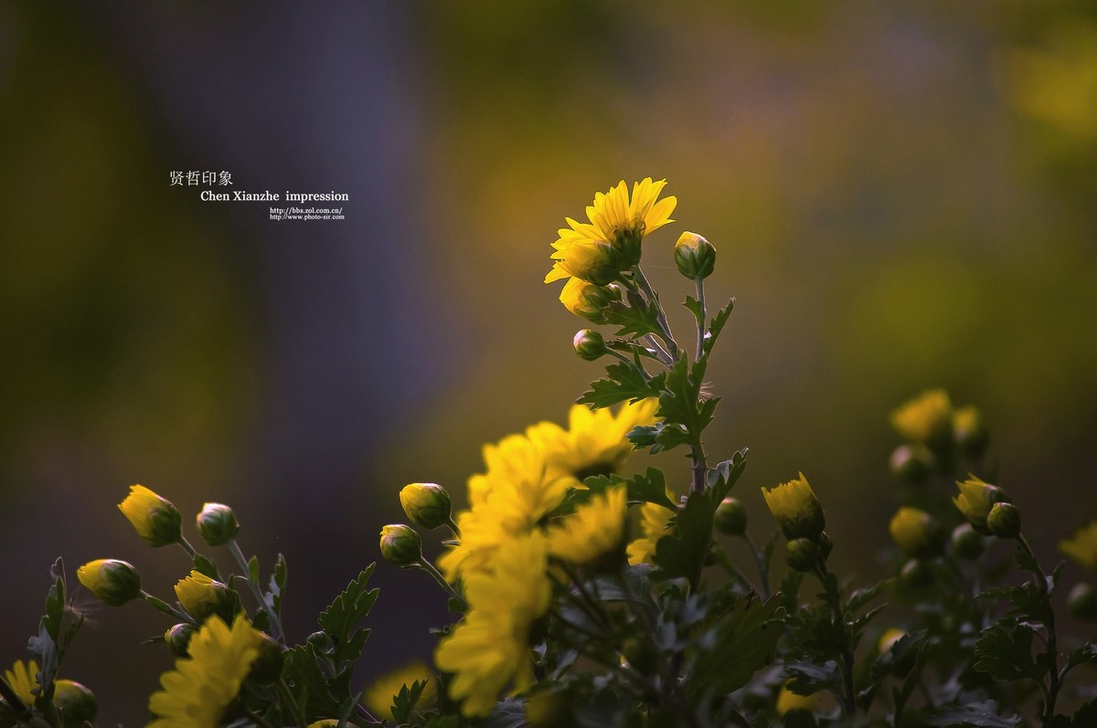 花之隐逸者 ---- 秋菊盎然！