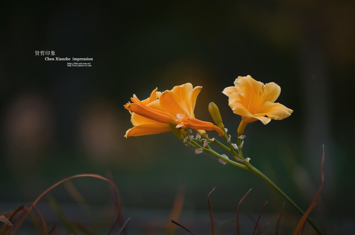 花之隐逸者 ---- 秋菊盎然！