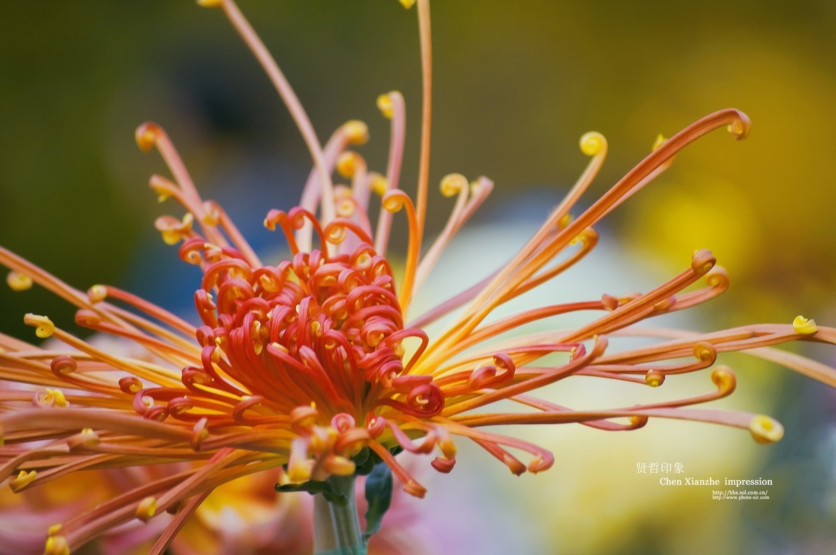 花之隐逸者 ---- 秋菊盎然！