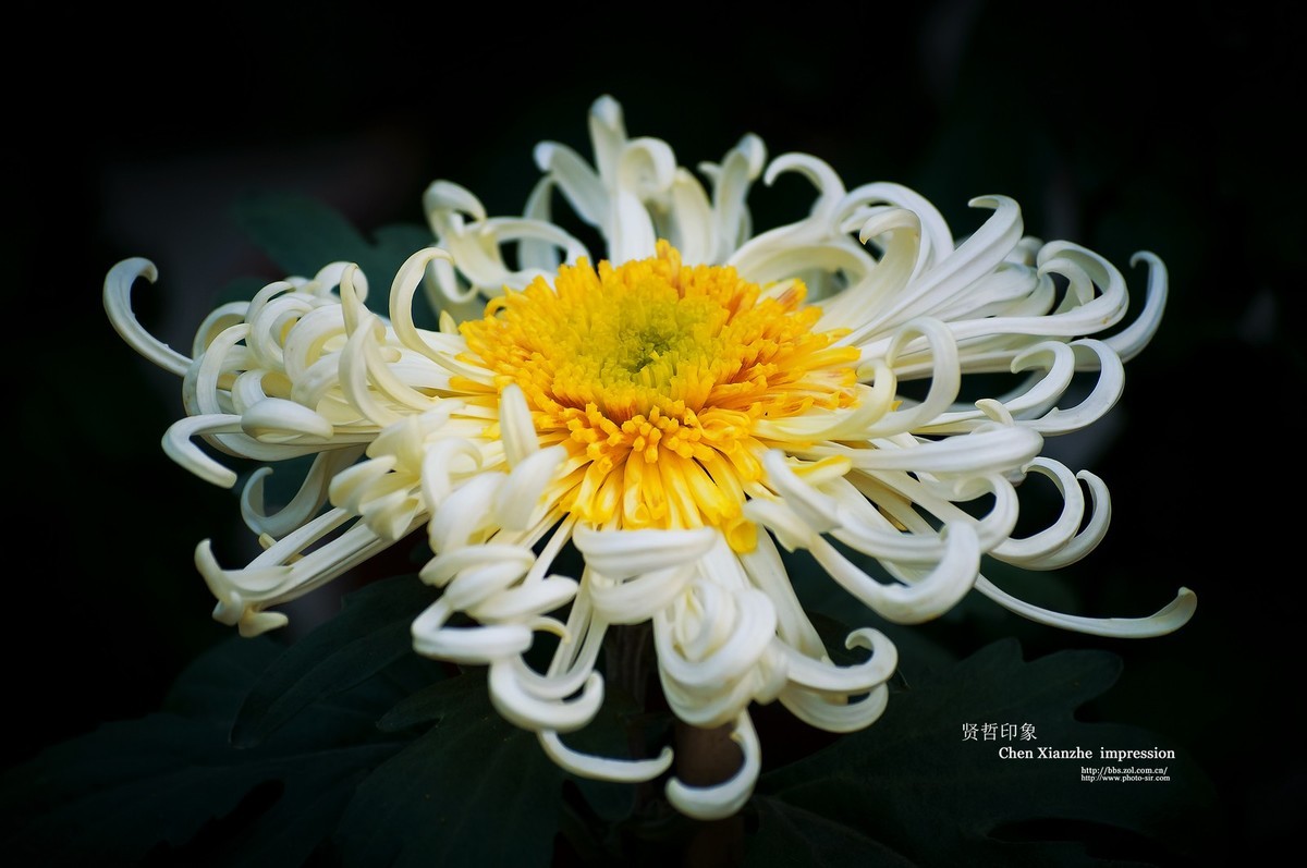 花之隐逸者 ---- 秋菊盎然！