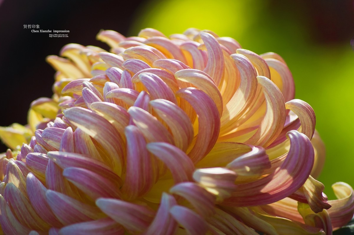 花之隐逸者 ---- 秋菊盎然！