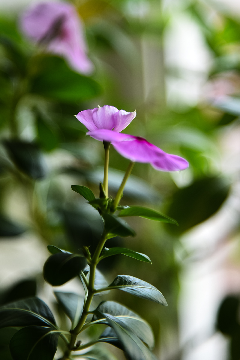 D750配DX40mm2.8试试暗角