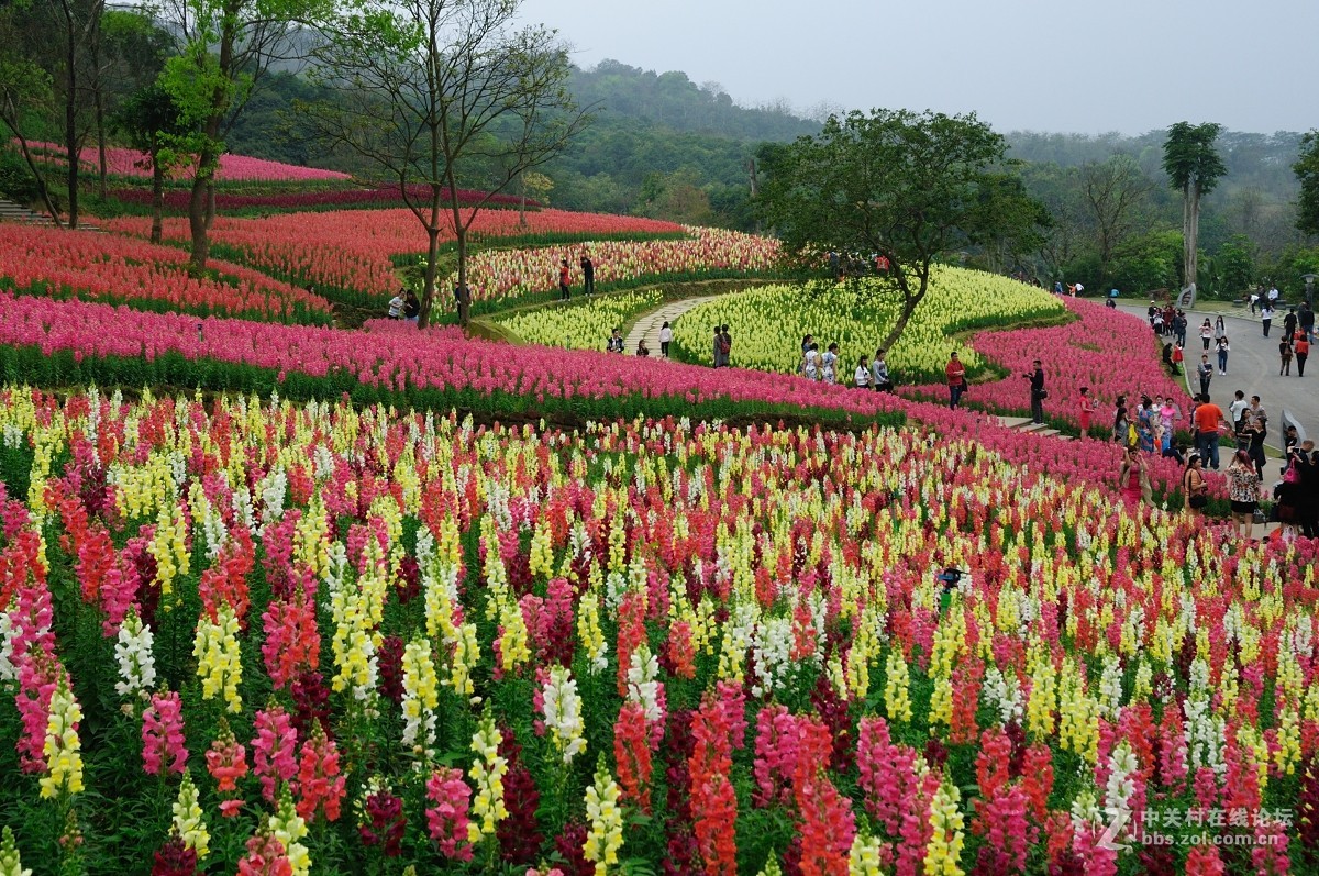 南宁青秀山金鱼草花海第一弹