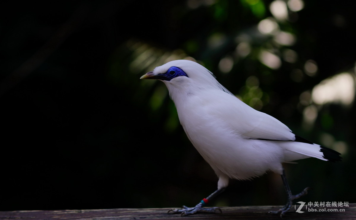 香港公园尤德观鸟园61长冠八哥
